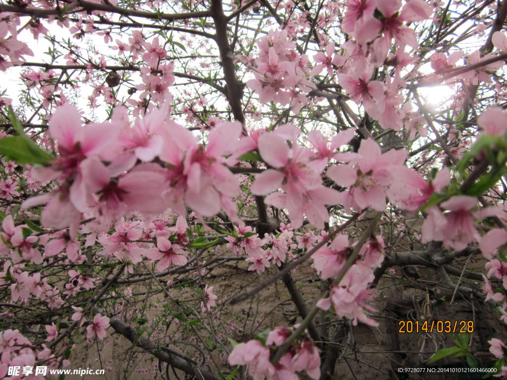 桃花
