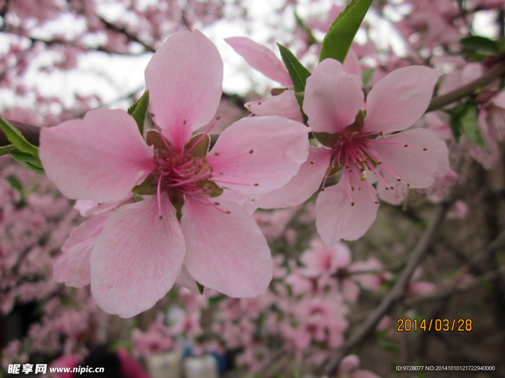 桃花