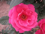 月季花