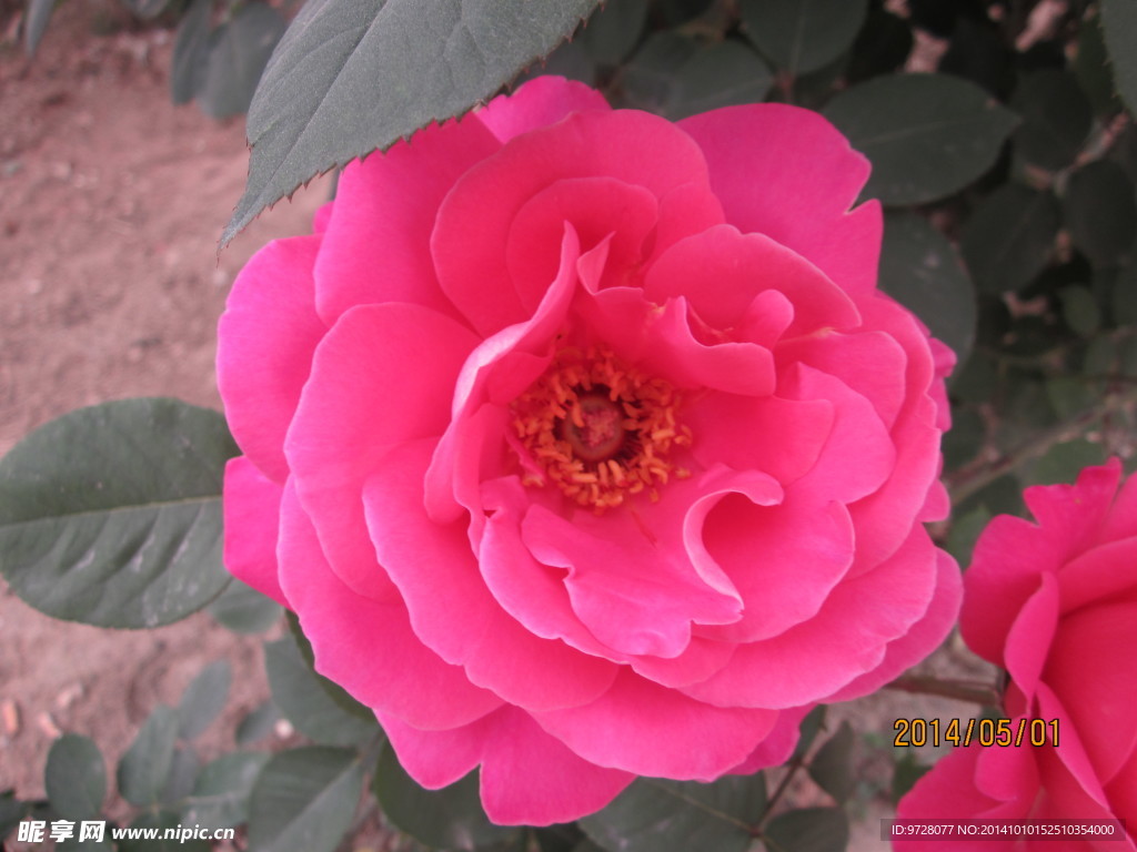 月季花