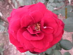 月季花