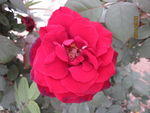 月季花
