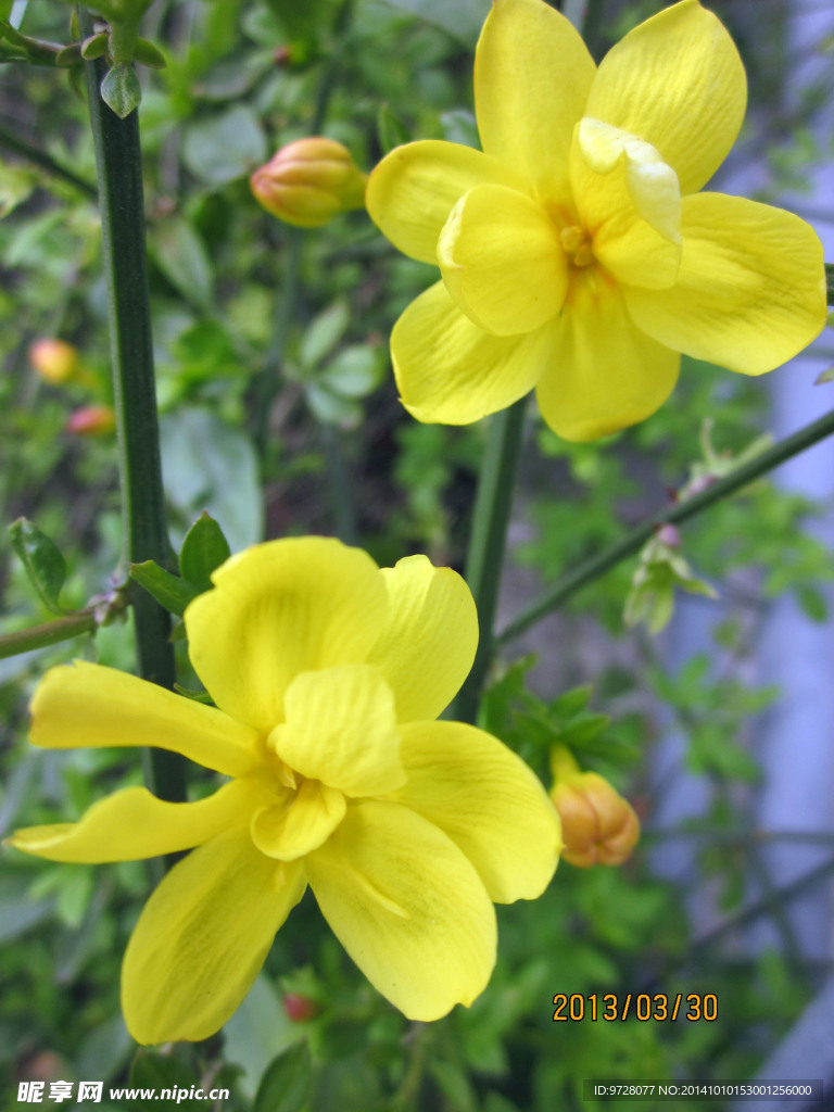 迎春花
