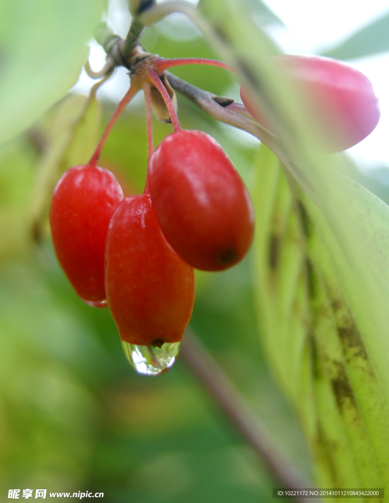 茱萸