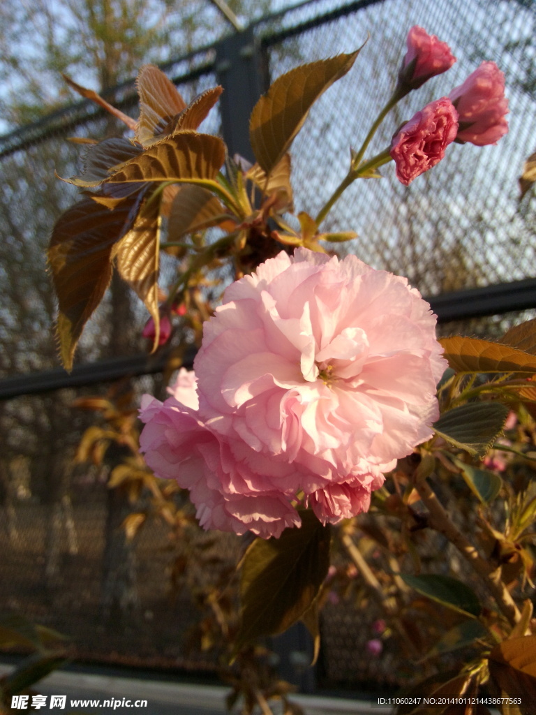 蔷薇花