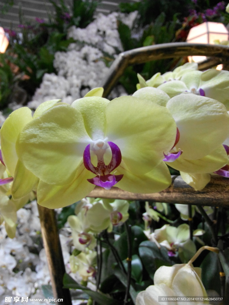 蝴蝶花