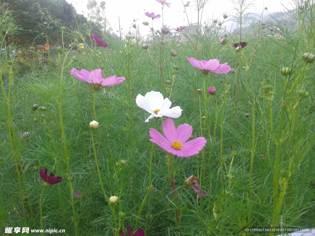 格珊花