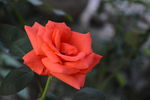 月季花