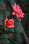 月季花