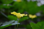 丝瓜花