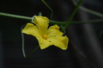 丝瓜花