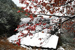 雪中红枫