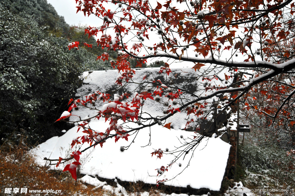 雪中红枫