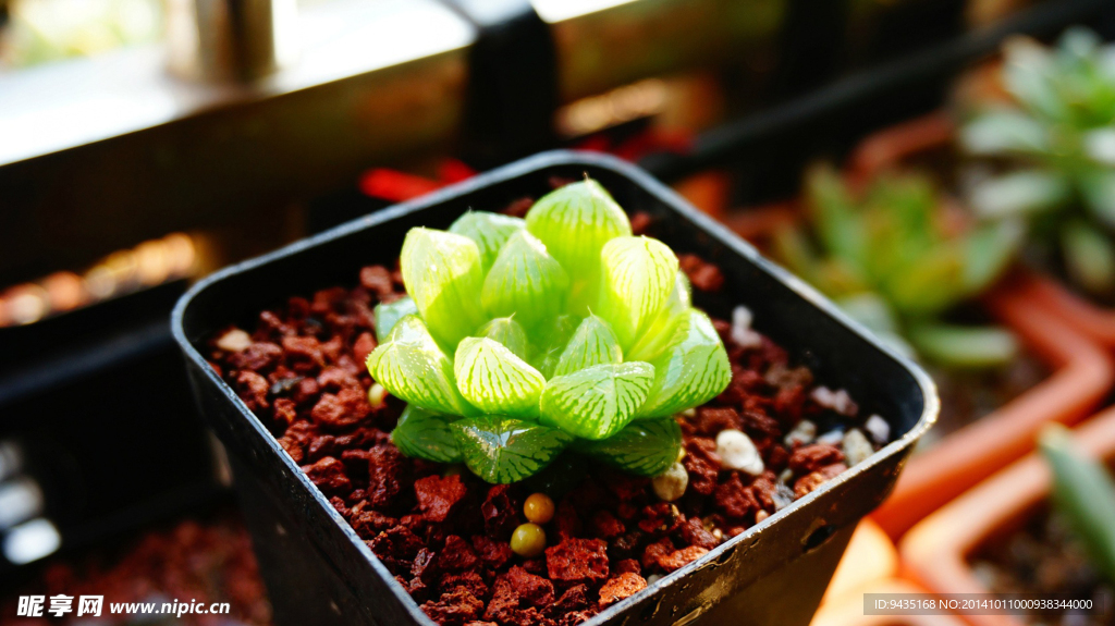 多肉植物