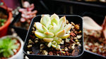 多肉植物