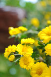 小菊花