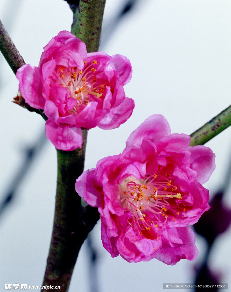 桃花