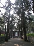 孔子墓甬道