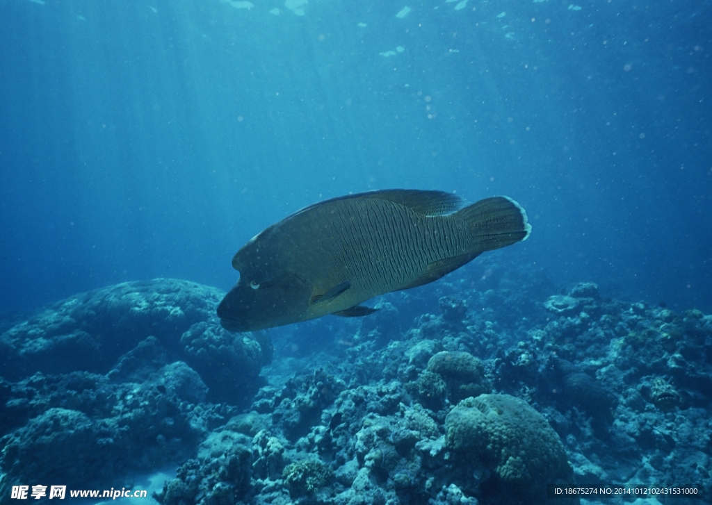 海洋生物