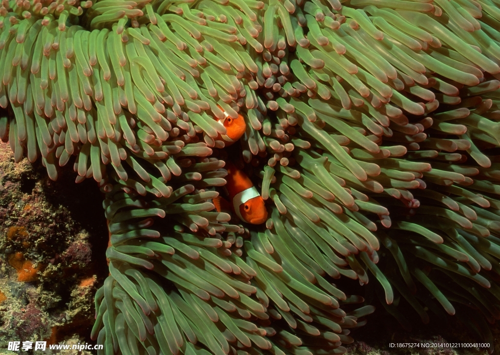 海洋生物