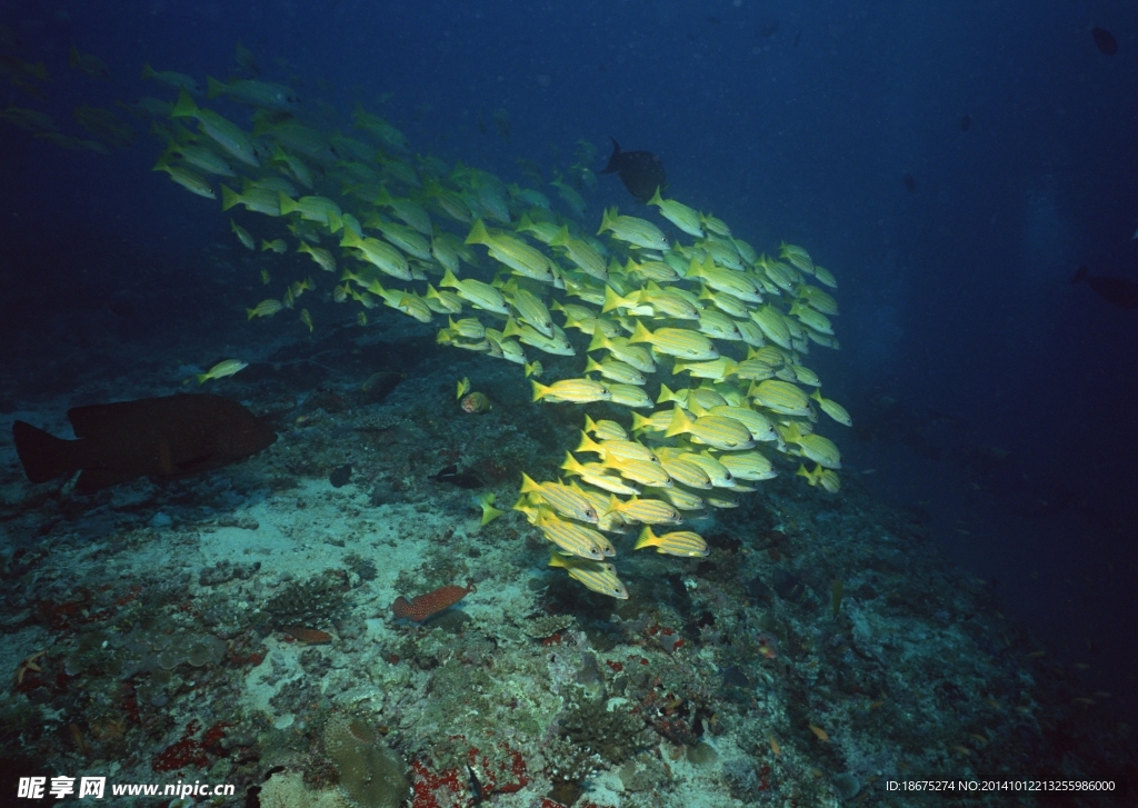 海洋生物