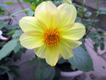 小黄花
