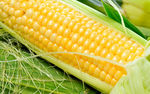 高清玉米图片