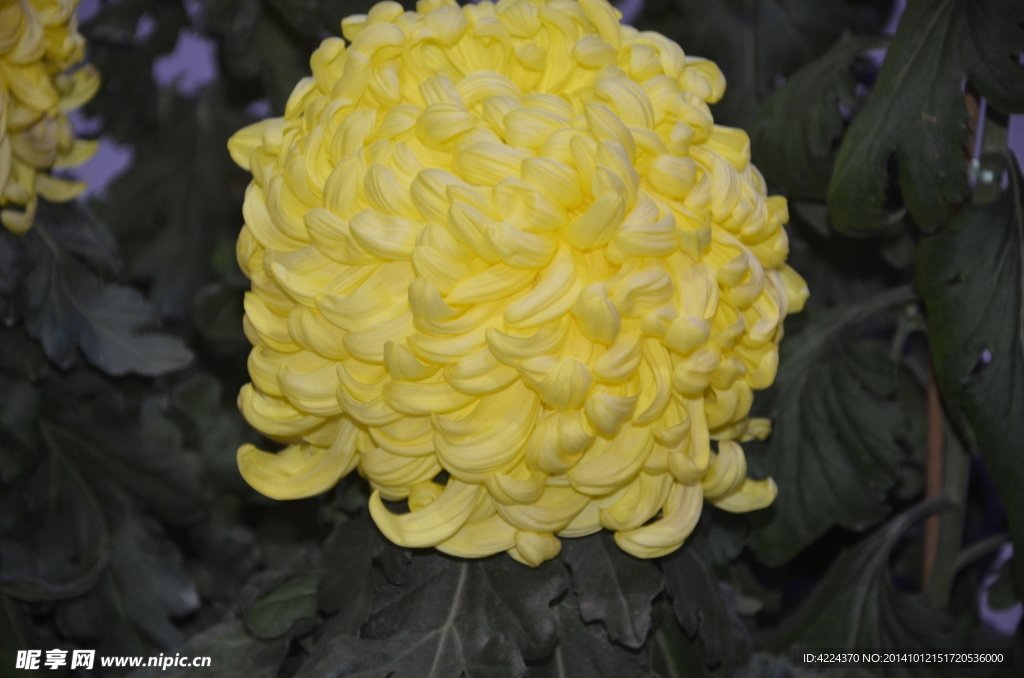 菊花