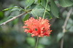 吊灯花