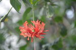 吊灯花
