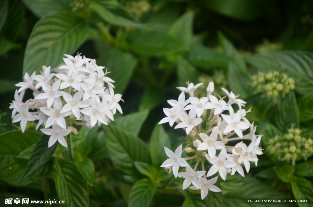 繁星花