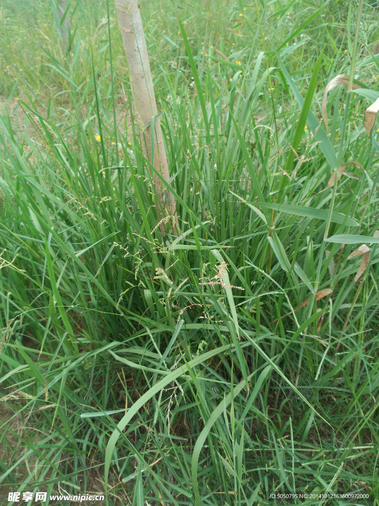 草丛