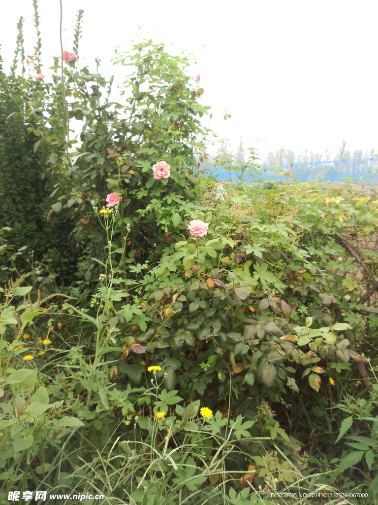 月季花