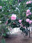 茶花