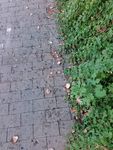 小路