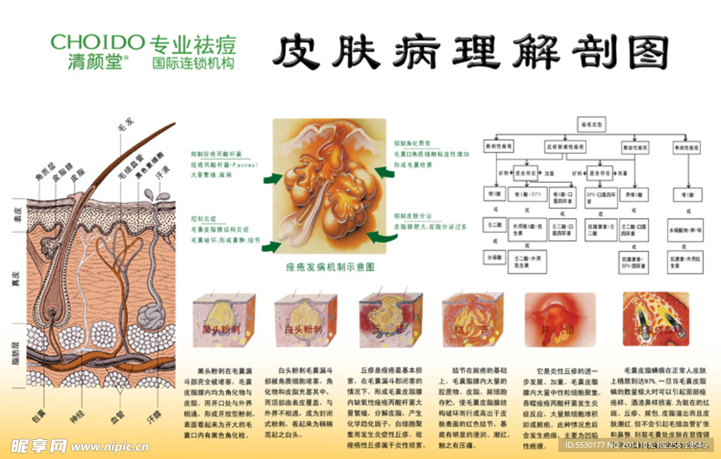 皮肤病理解剖图