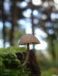 野生小蘑菇