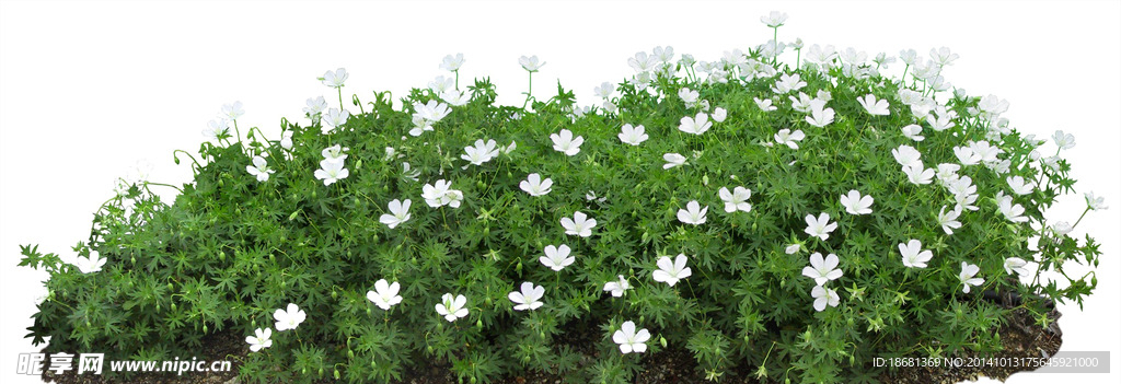 花坛