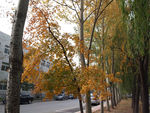 秋天黄色的枫树叶