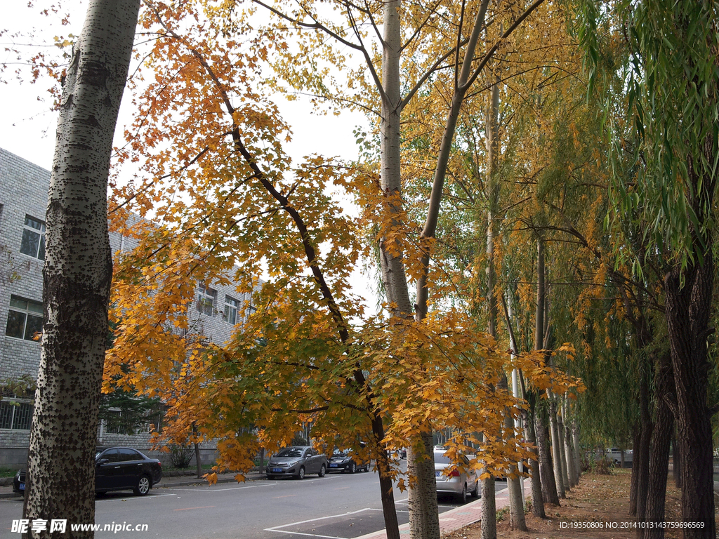 秋天黄色的枫树叶