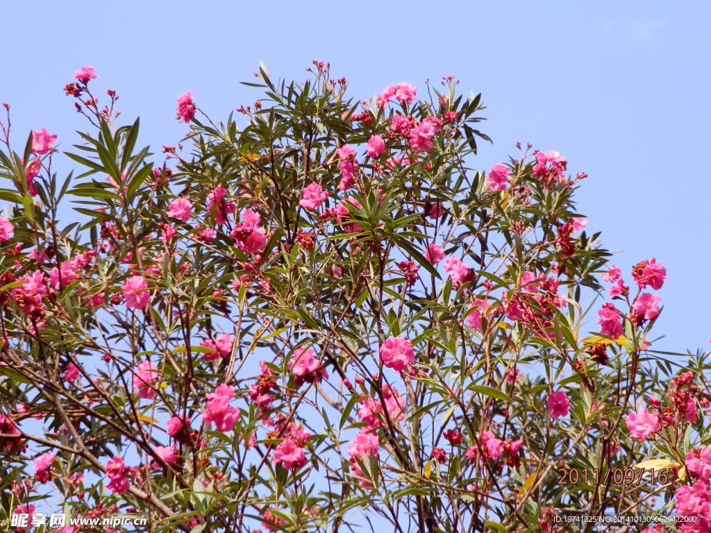 盛夏的花朵