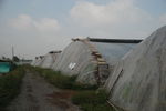 蔬菜大棚基地