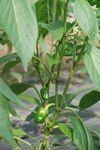 菜椒