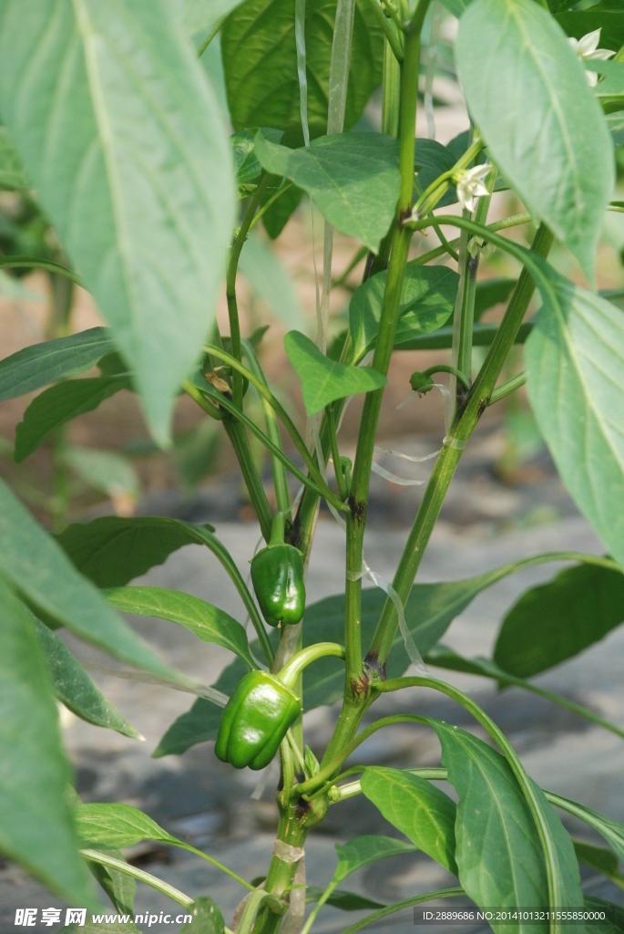 菜椒