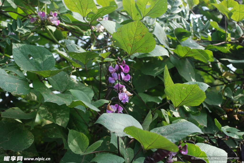 紫扁豆花