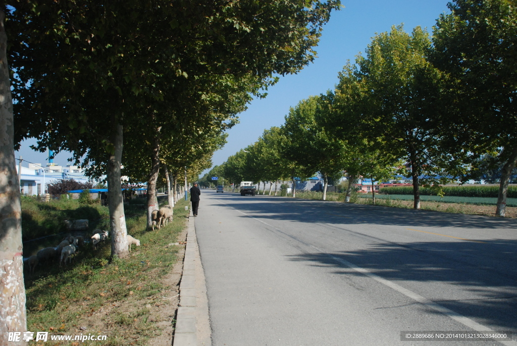 杨树
