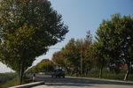 杨树