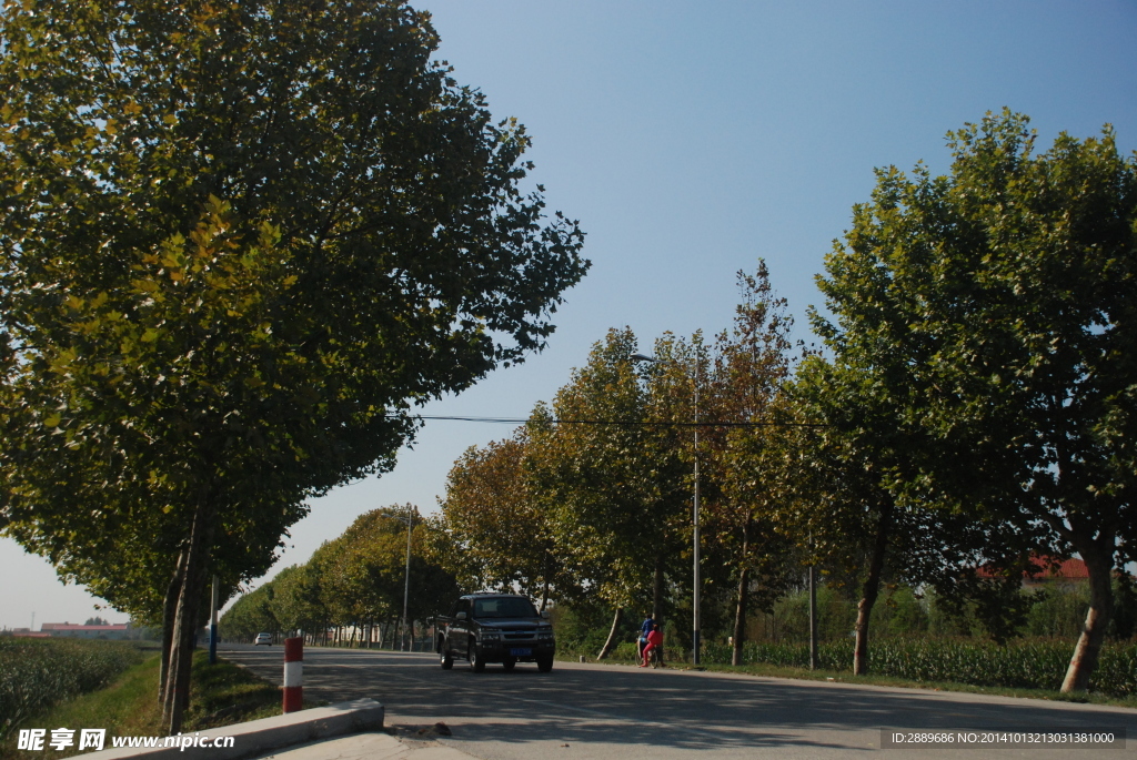 杨树