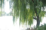 湖边柳树