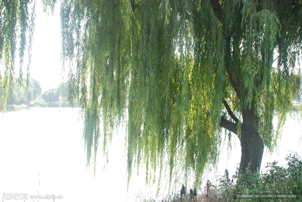 湖边柳树